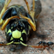 Illustration for article titled Shooting Challenge: Bugs Gallery (Part 5)